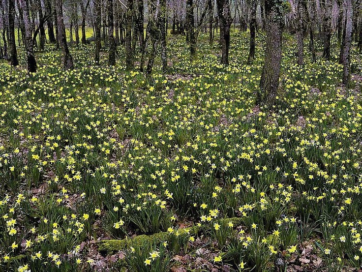 jonquilles